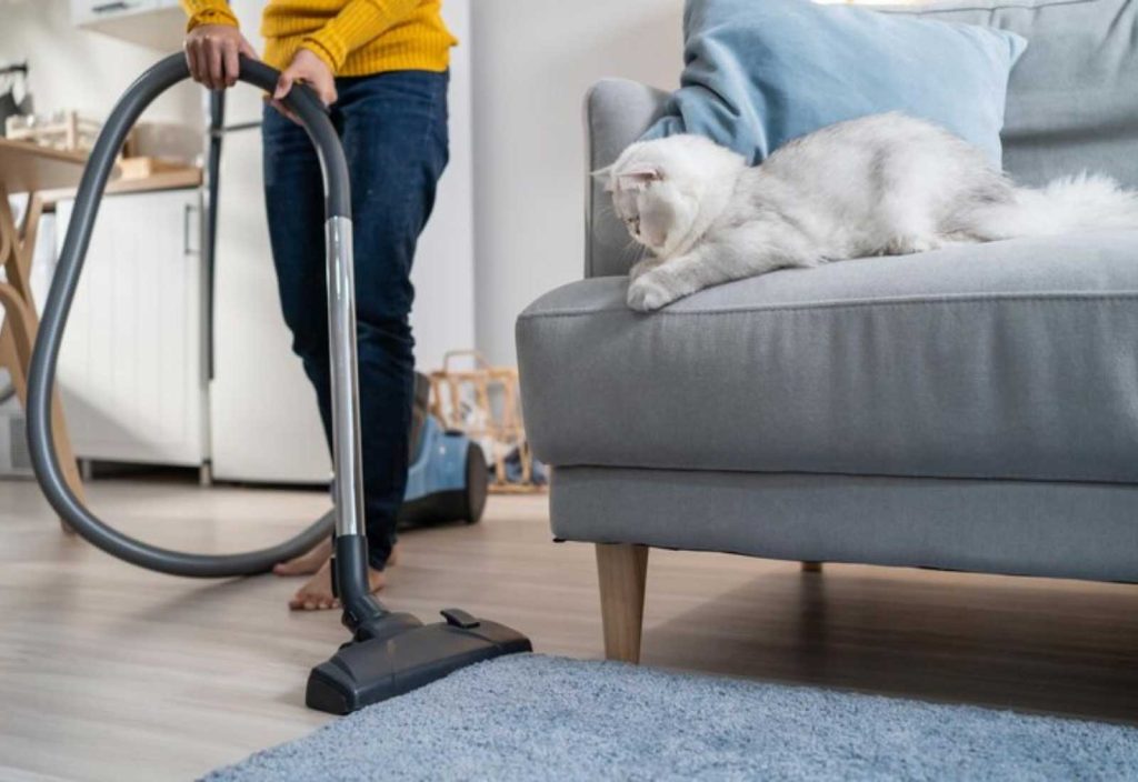 Furniture And Carpet Cleaning